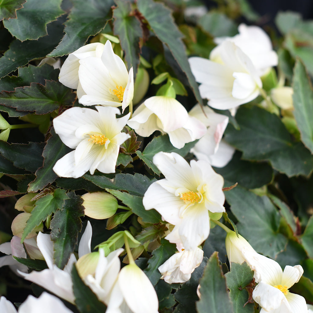 SN Begonia Boliviensis 4.33"