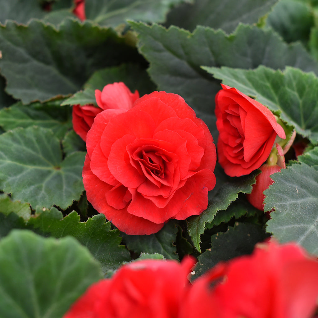 SN Begonia X Tuberosa 4.33"