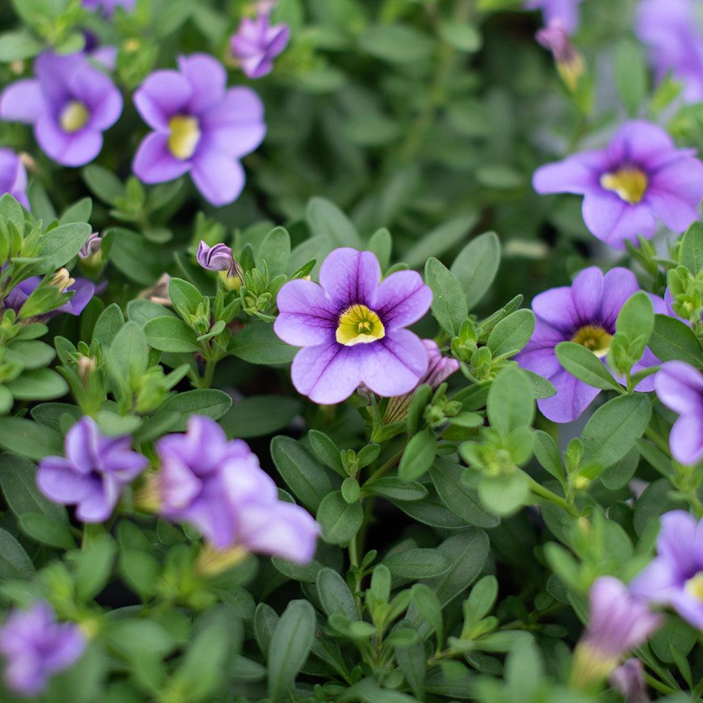 SN Calibrachoa Hybrida 4.33"