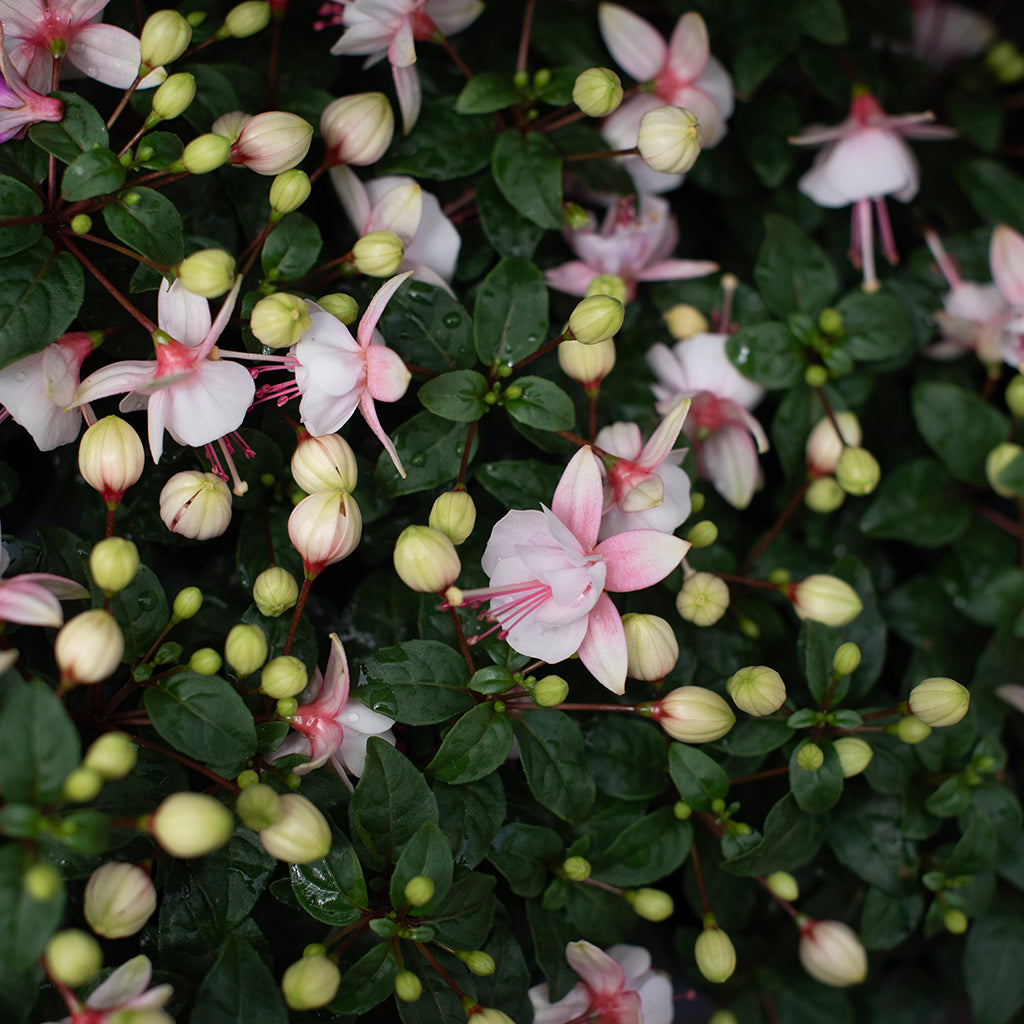 SN Fuchsia X Hybrida 4.33"