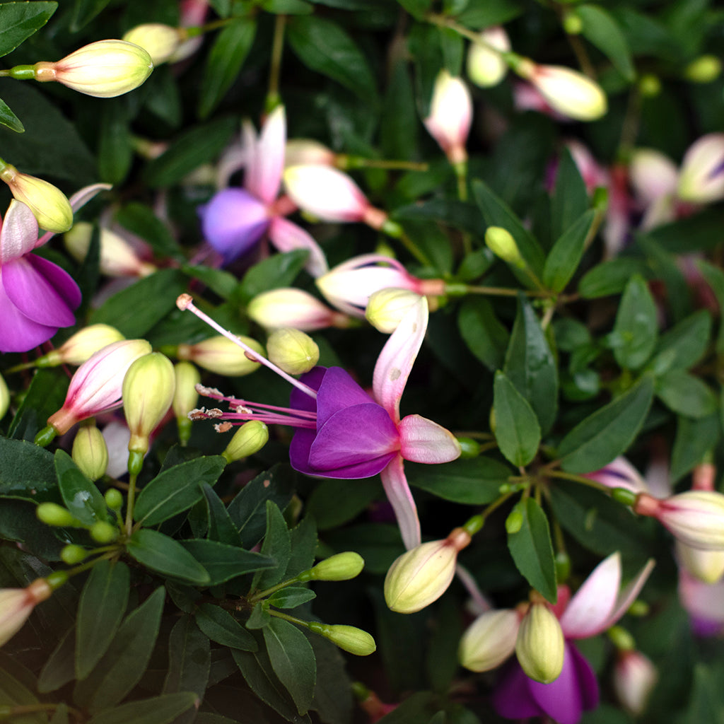 SN Fuchsia X Hybrida 4.33"