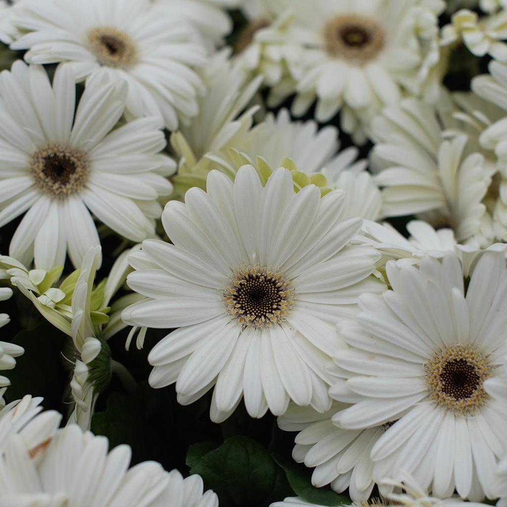 SN Gerbera Jamesonii 4.33"