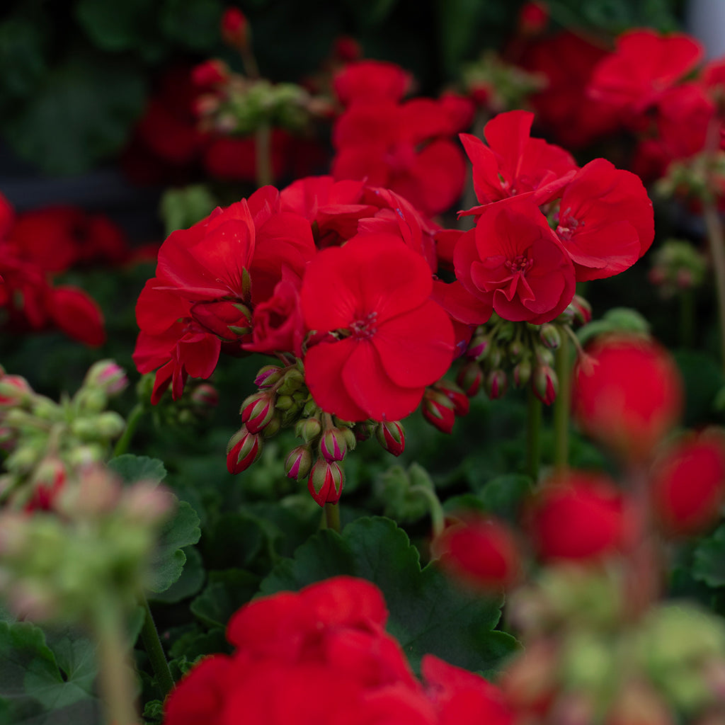 SN Geranium Zonal Pelargonium Zonale 4.33"