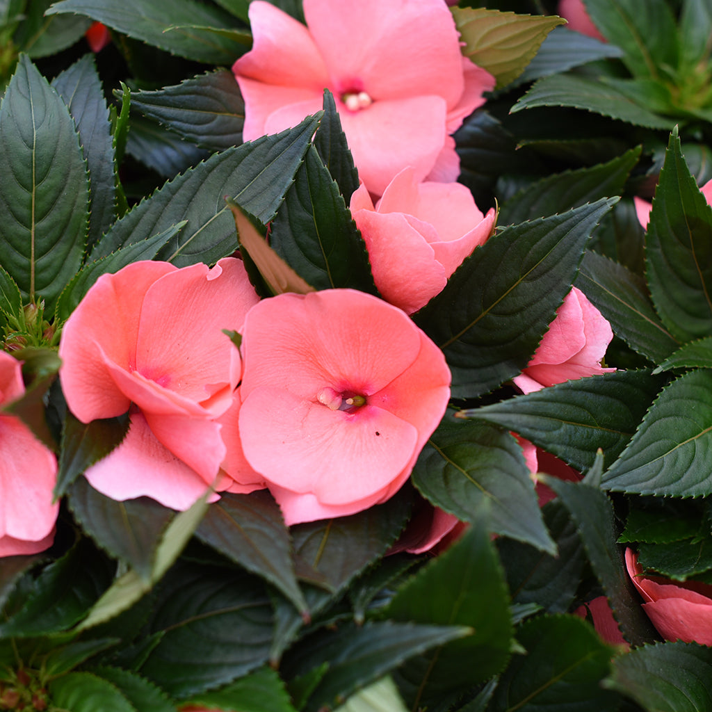 SN Impatiens New Guinea Hawkeri 4.33"