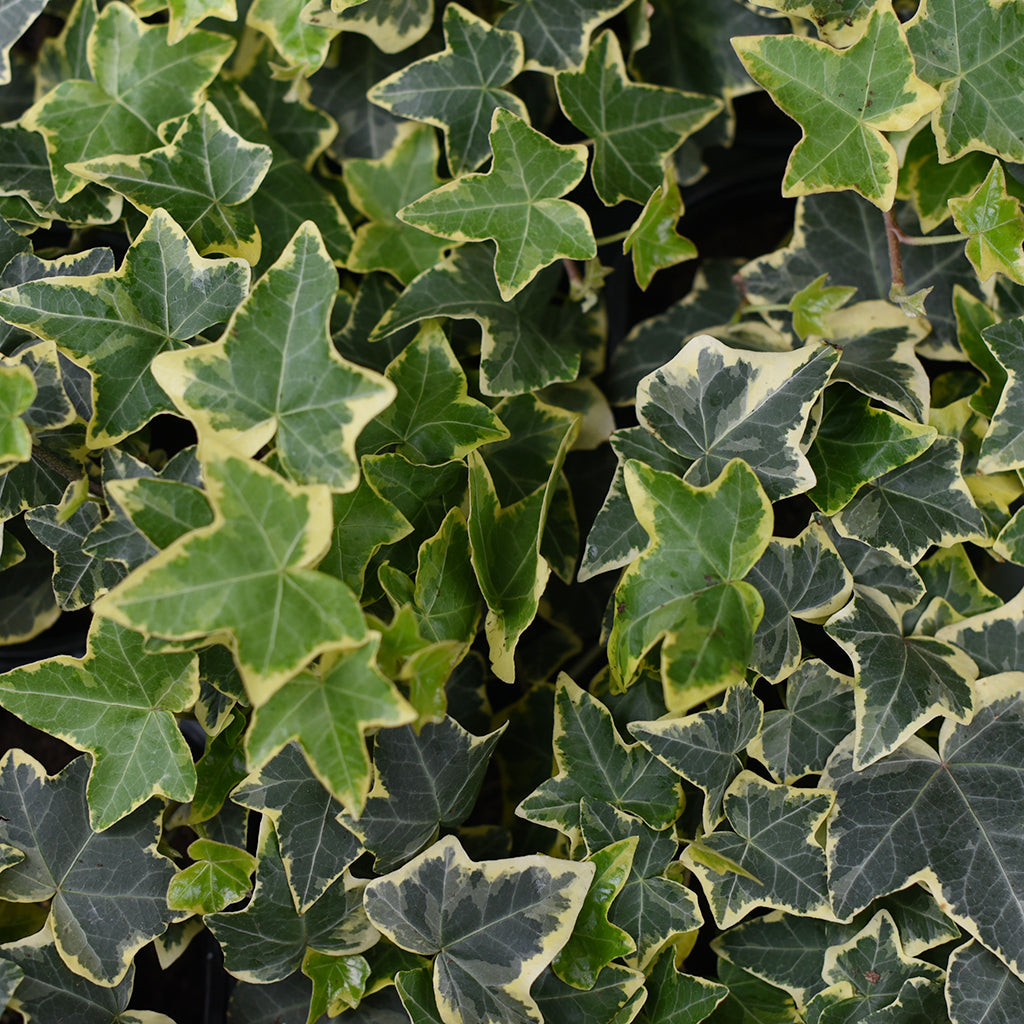 SN Trailing Hedera/Senecio/Vinca 4.33"