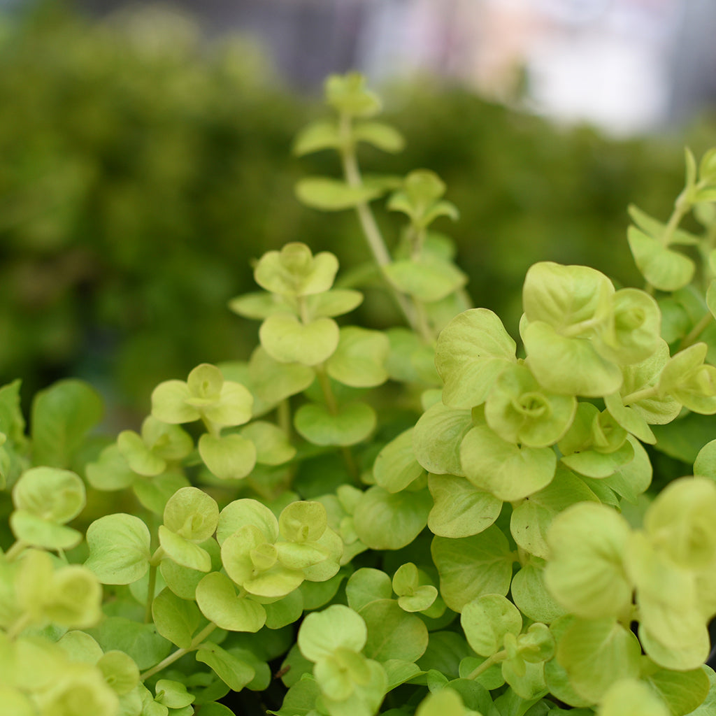 SN Trailing Hedera/Senecio/Vinca 4.33"