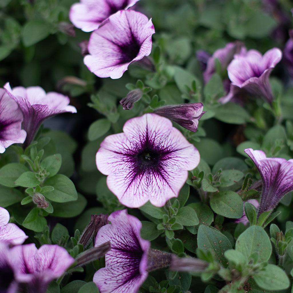 SN Petunia Mounding X Hybrida 4.33"