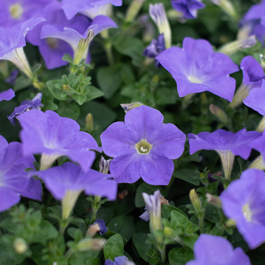 SN Petunia Trailing X Hybrida 4.33"
