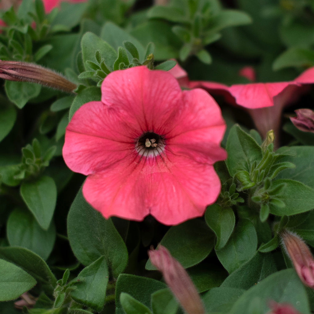 SN Petunia Trailing X Hybrida 4.33"