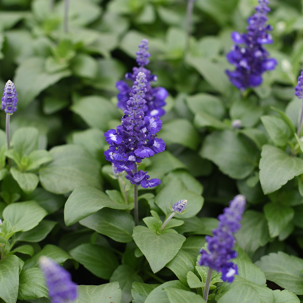 SN Salvia Longispicata X Farinacea 4.33"