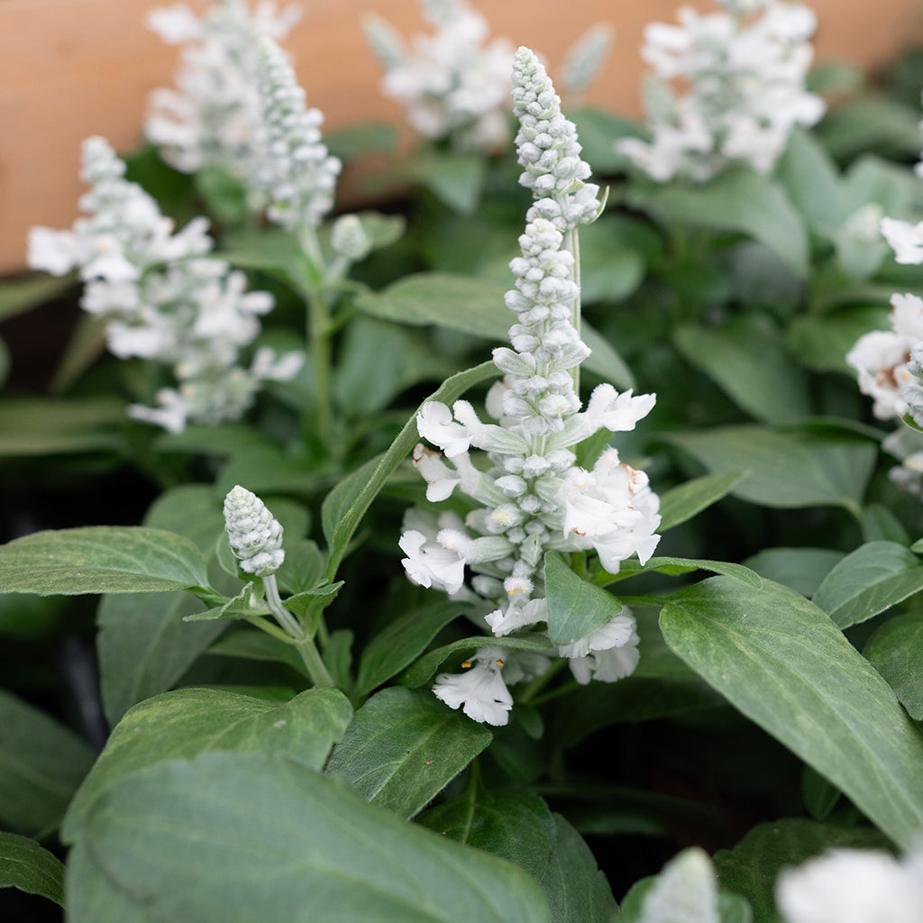 SN Salvia Longispicata X Farinacea 4.33"