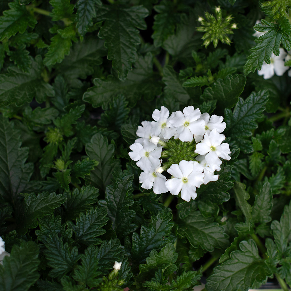 SN Verbena Hybrida 4.33"