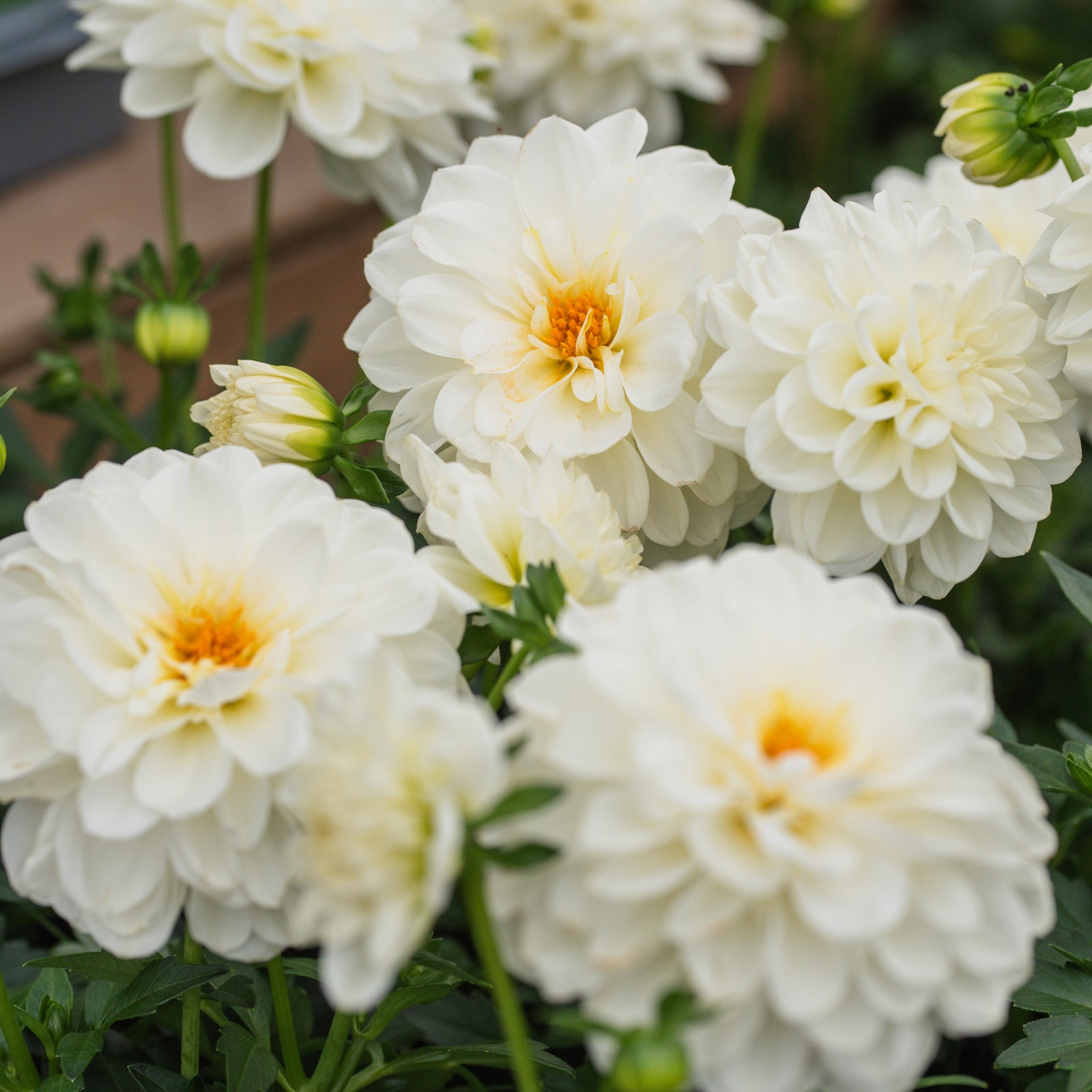 Sheridan Nurseries Annual Dahlia X Hybrida 6In