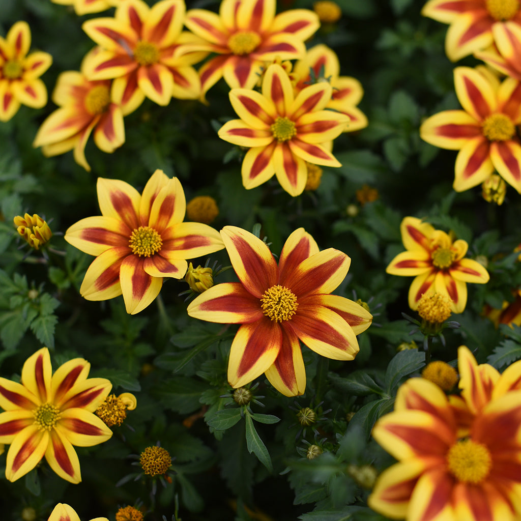 SN Bidens 4.33"