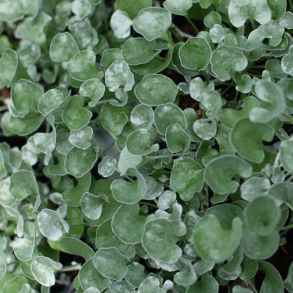 SN Dichondra 4.33"