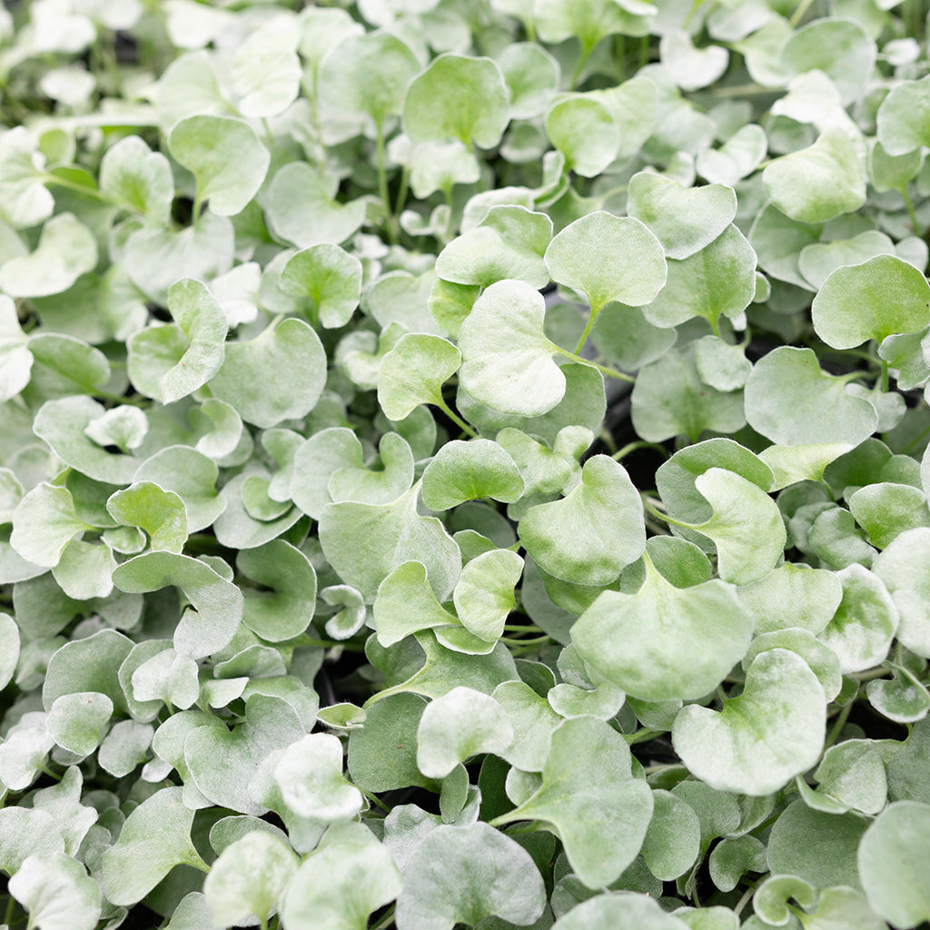 SN Dichondra 4.33"