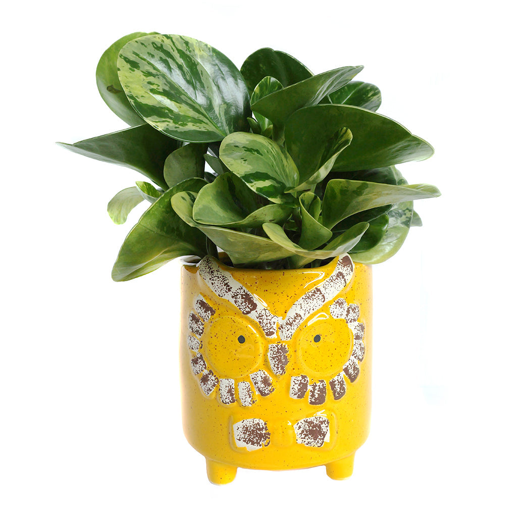 Assorted Tropical Foliage in Animal Pot 5"