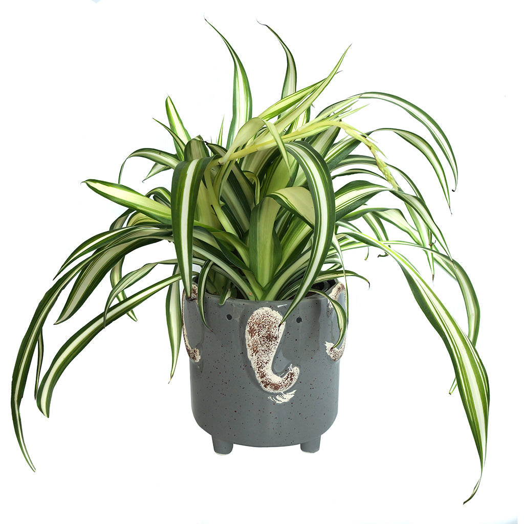 Assorted Tropical Foliage in Animal Pot 5"