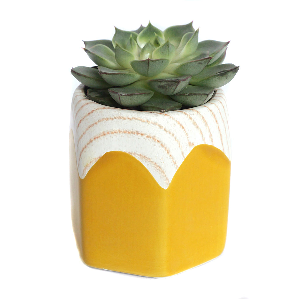 Assorted Mini Succulents in Penny Ceramic Vase 2.5"