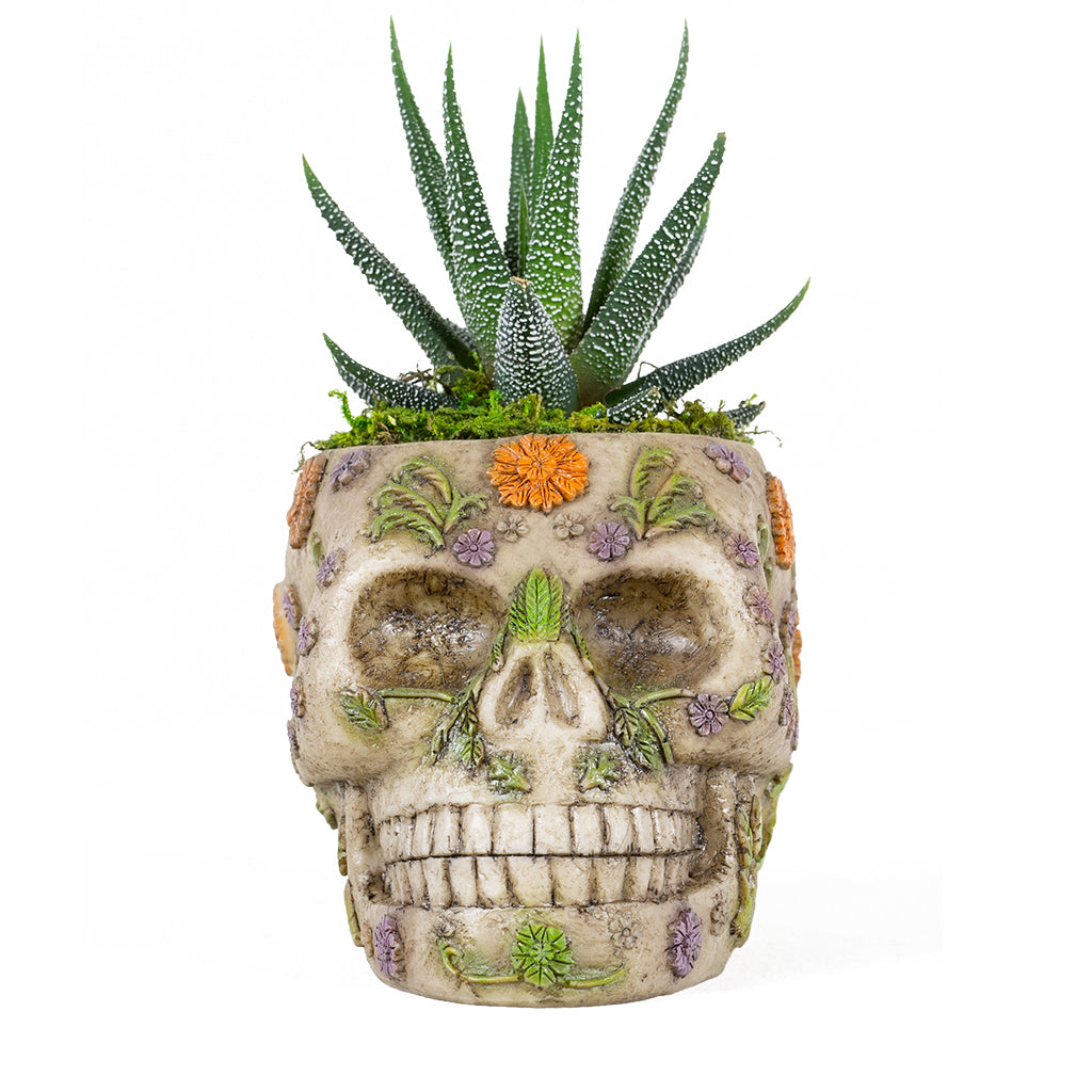 Floral Skull Assorted Succulent 5"