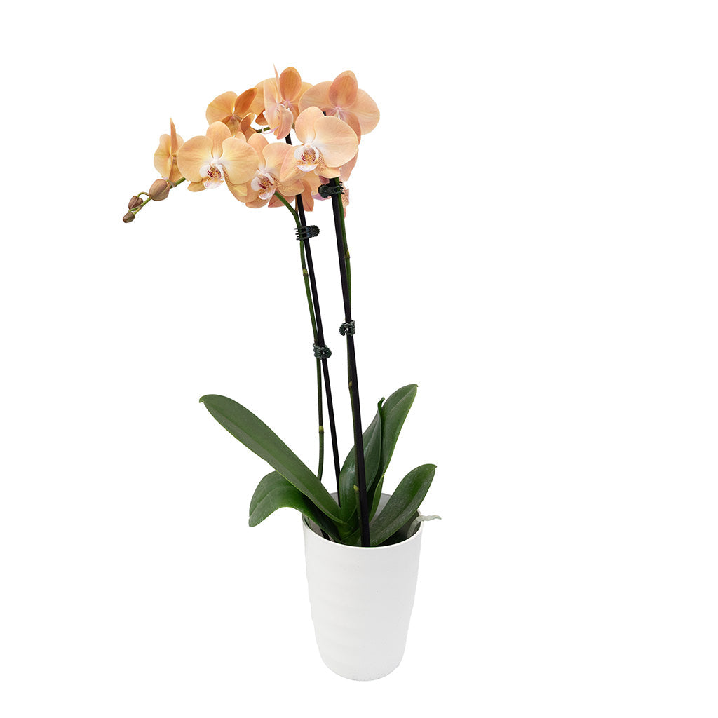 Phalaenopsis Orchid 2-Spike In Ceramic Pot 5"