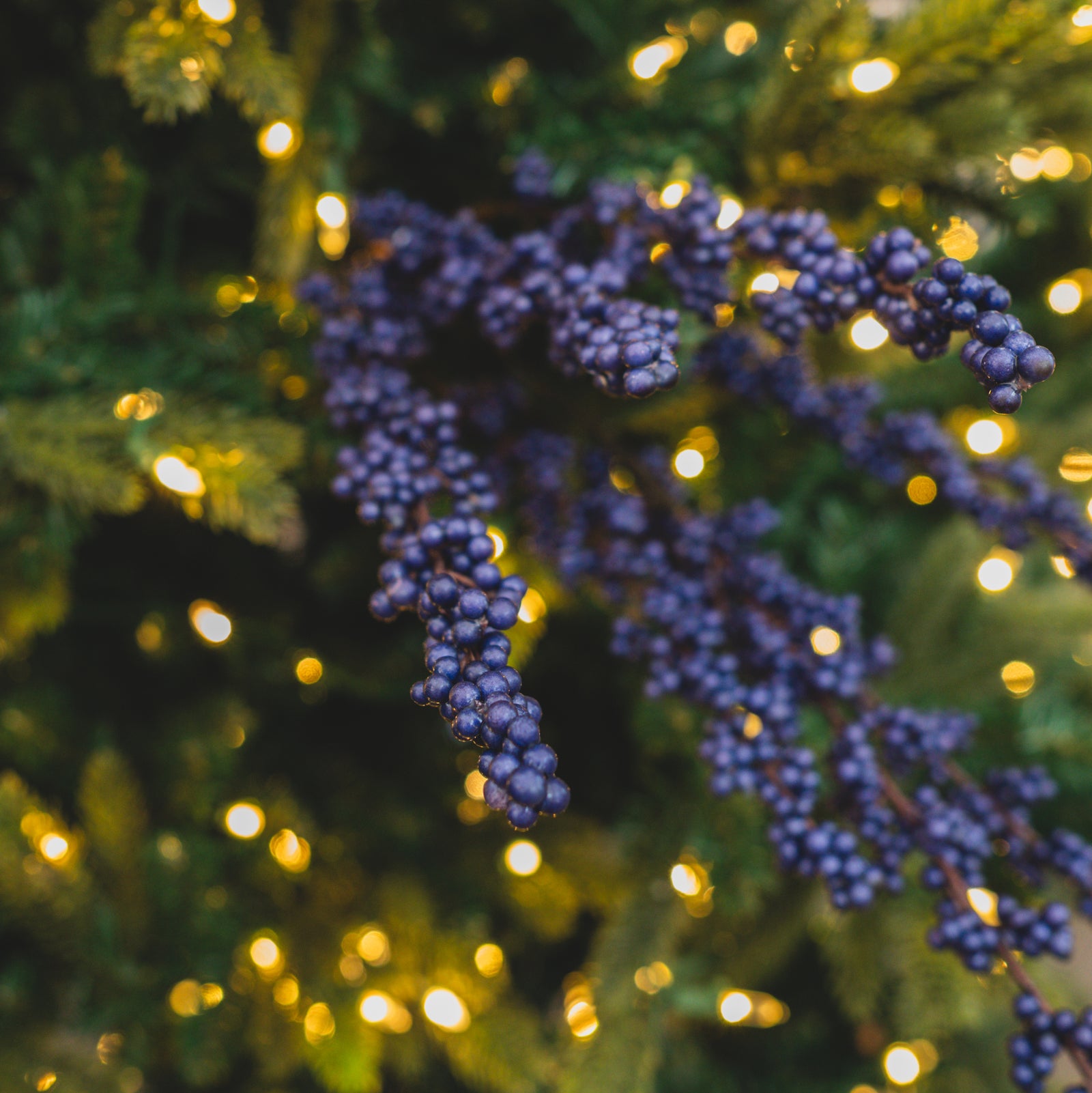 Royal Blue Berry Spike