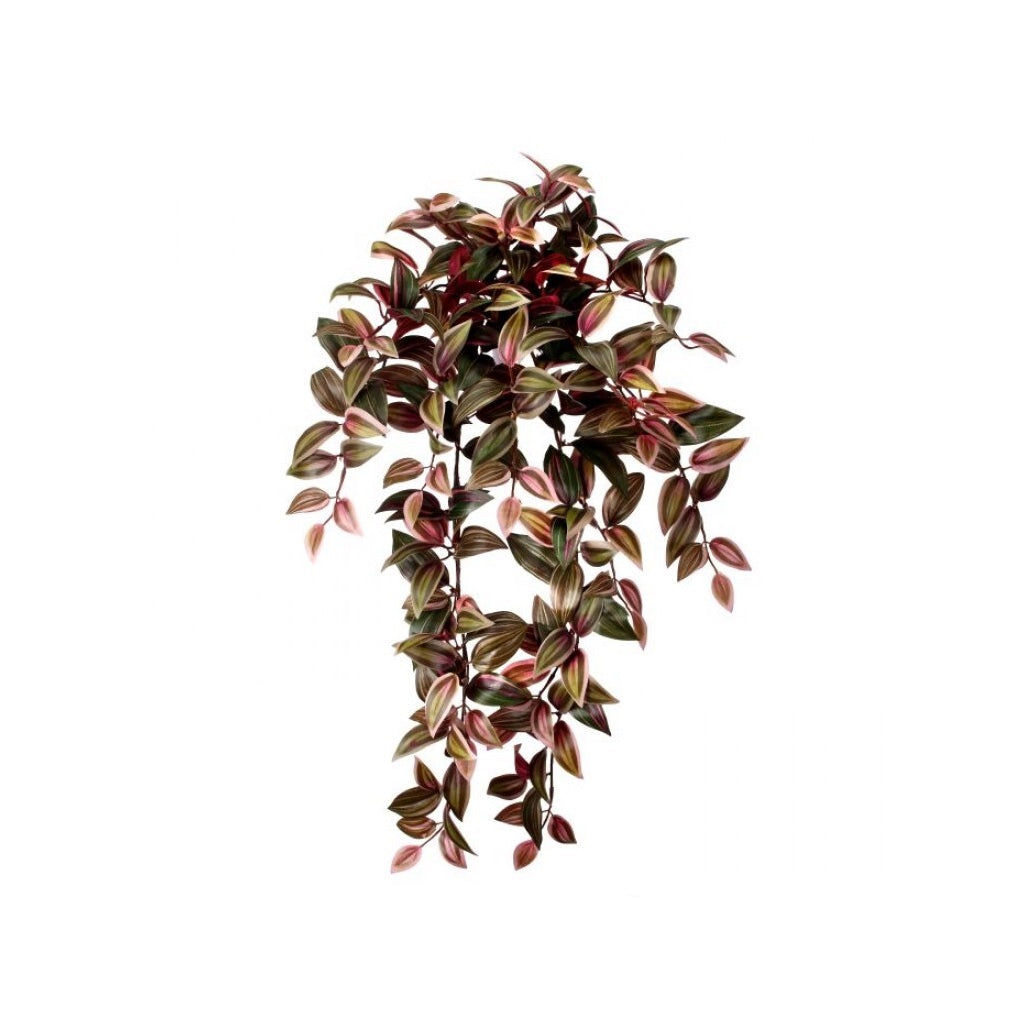 Hanging Tradescantia 30" Everlasting