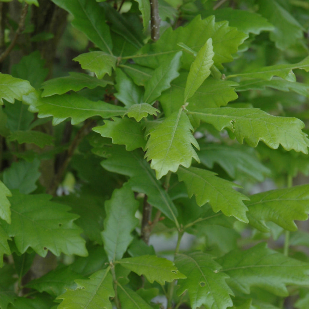 Regal Prince® Hybrid English Oak