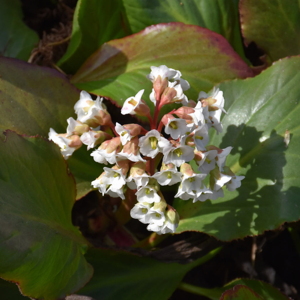 Bressingham White Bergenia