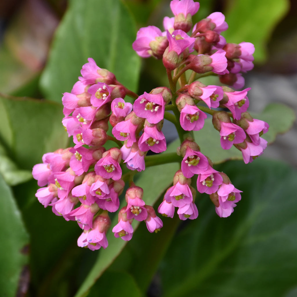 Winter Glow Bergenia