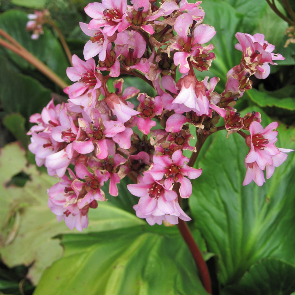Winter Glow Bergenia