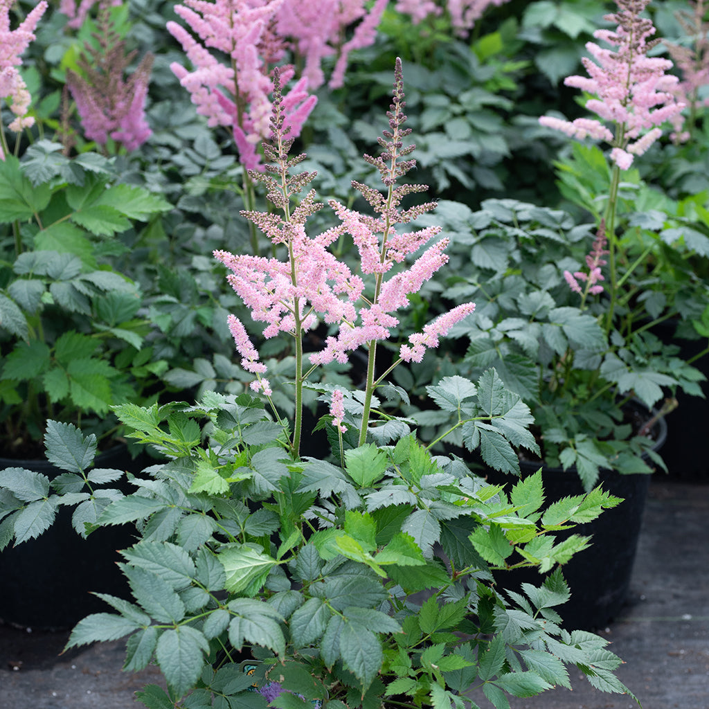 Vision In Pink Astilbe # 1 Container