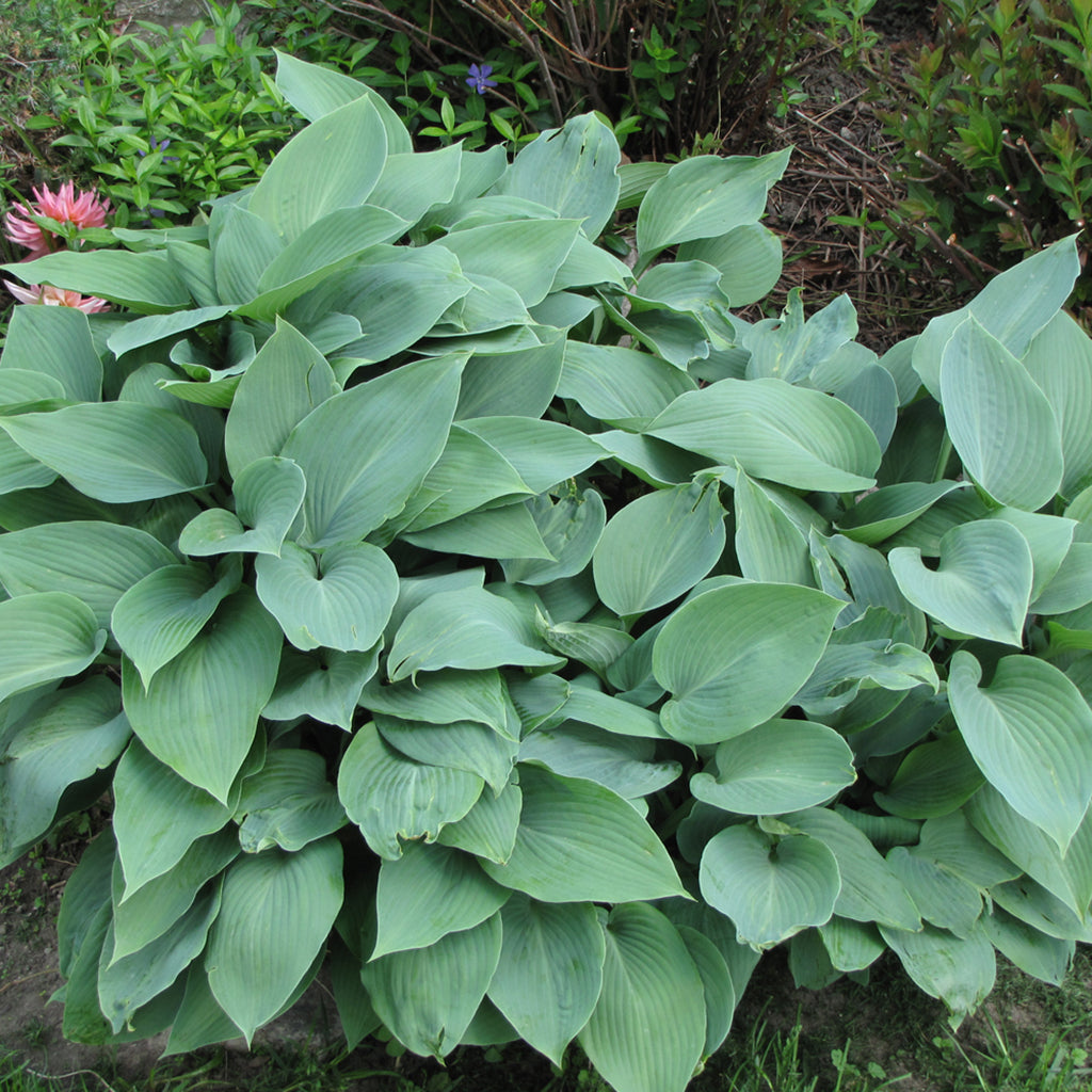 Halcyon Hosta