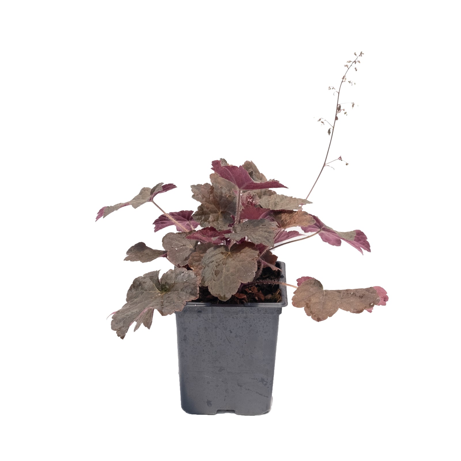 Purple Palace Coral Bells