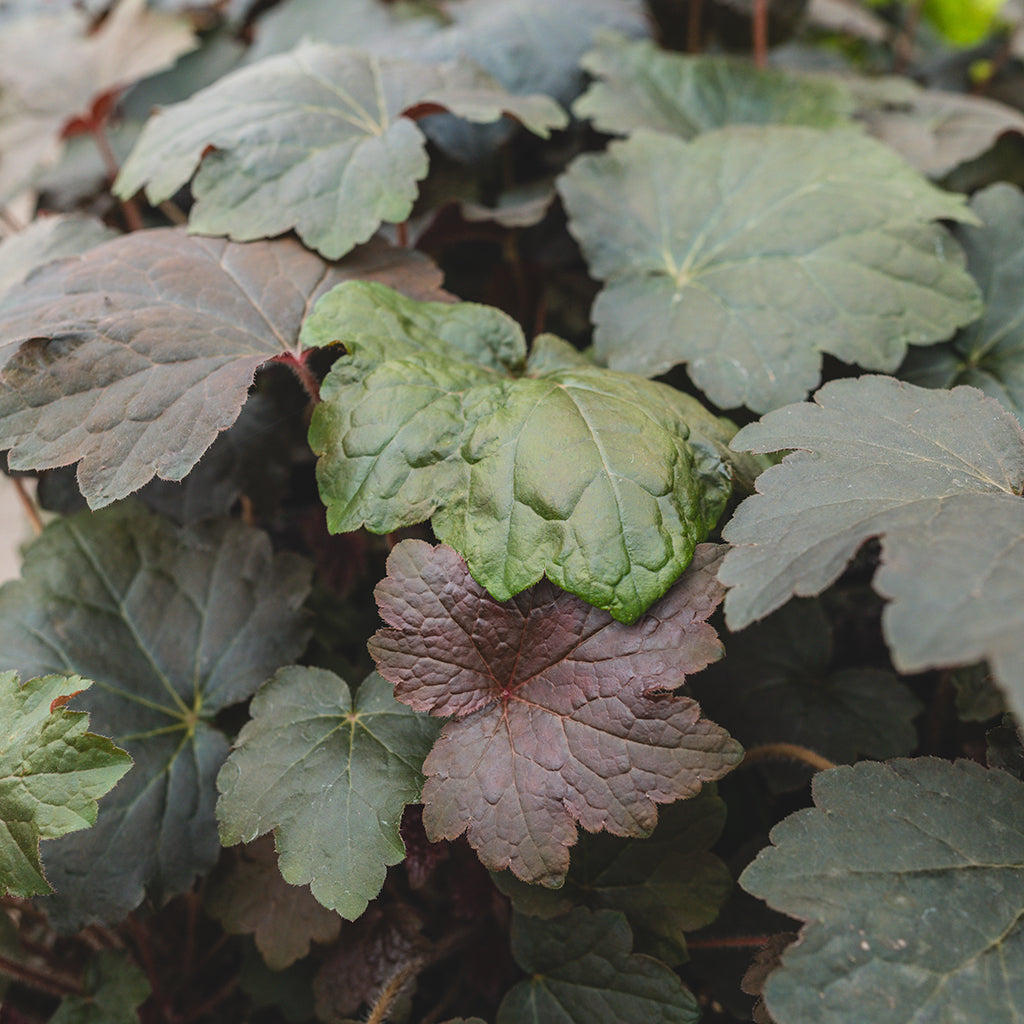 Purple Palace Coral Bells