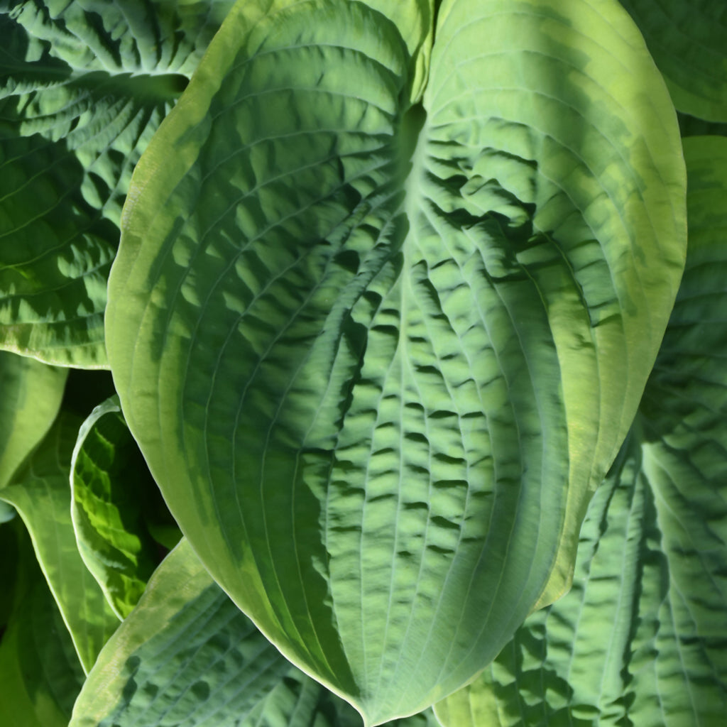 Francis Williams Hosta