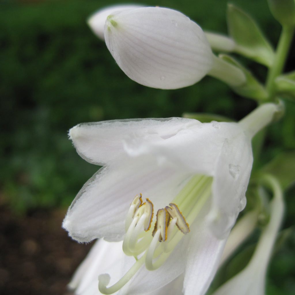 Francis Williams Hosta