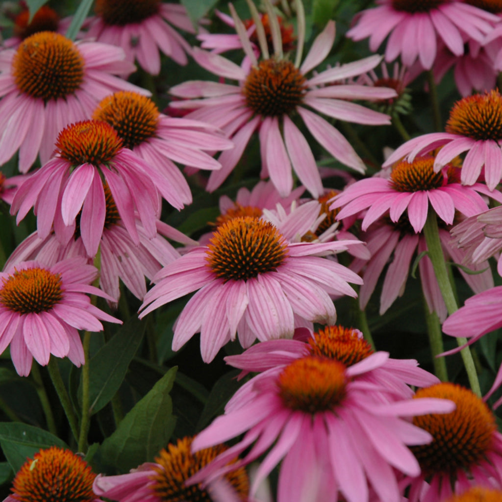 Magnus Coneflower # 2 CG