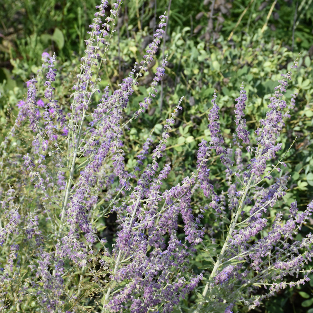 Russian Sage # 1 CG