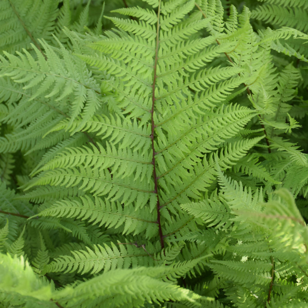 Lady In Red Lady Fern # 1 CG