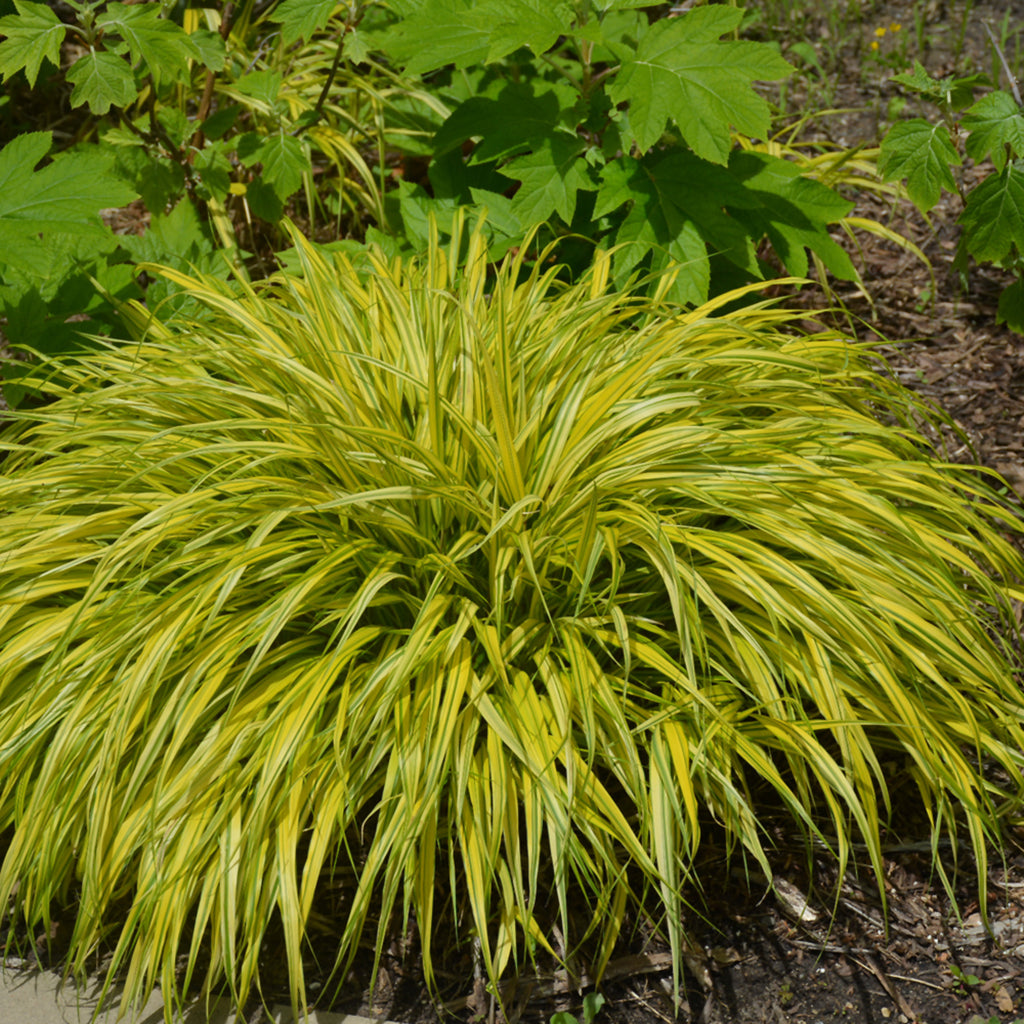 Golden Variegated Japanese Forest Grass