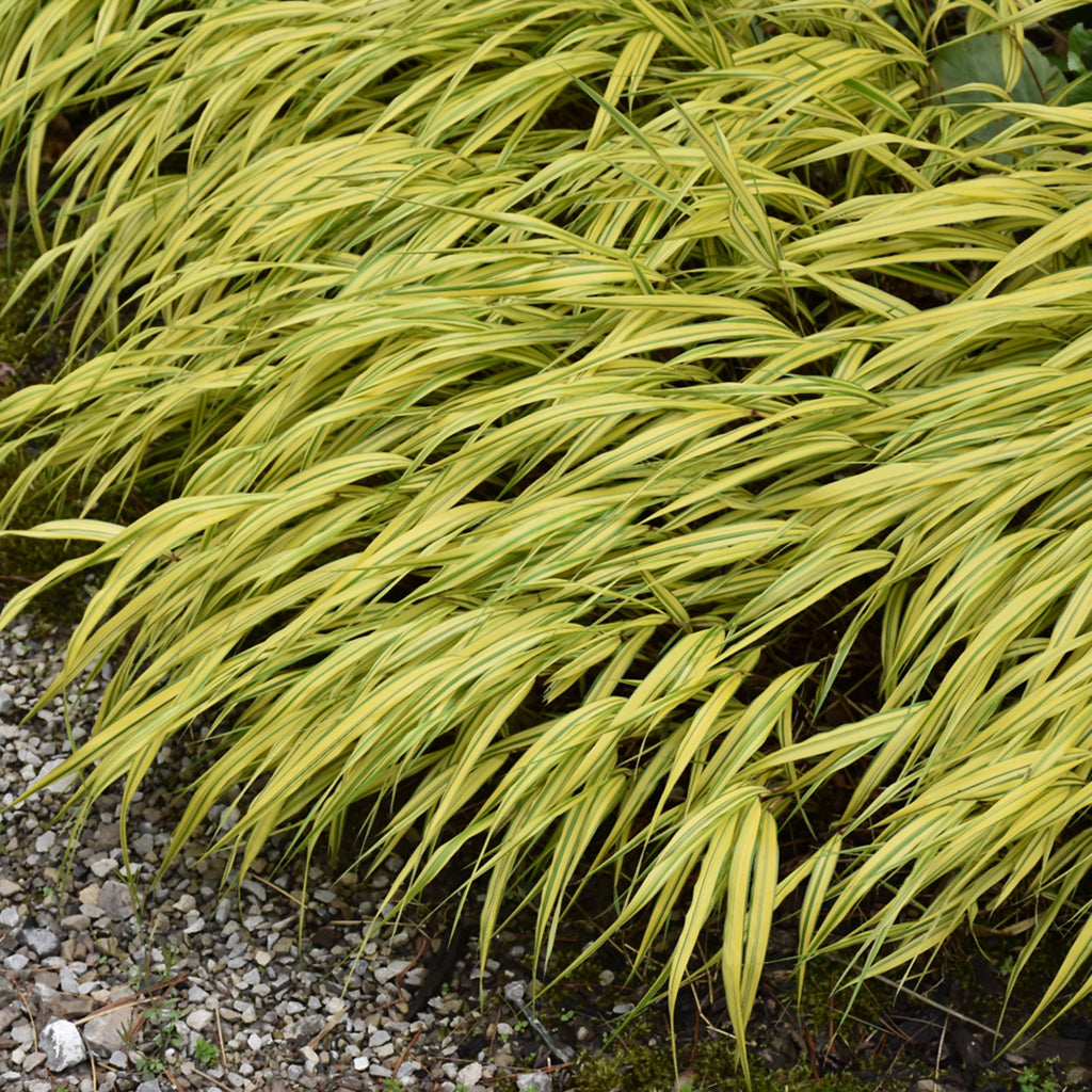 Golden Variegated Japanese Forest Grass