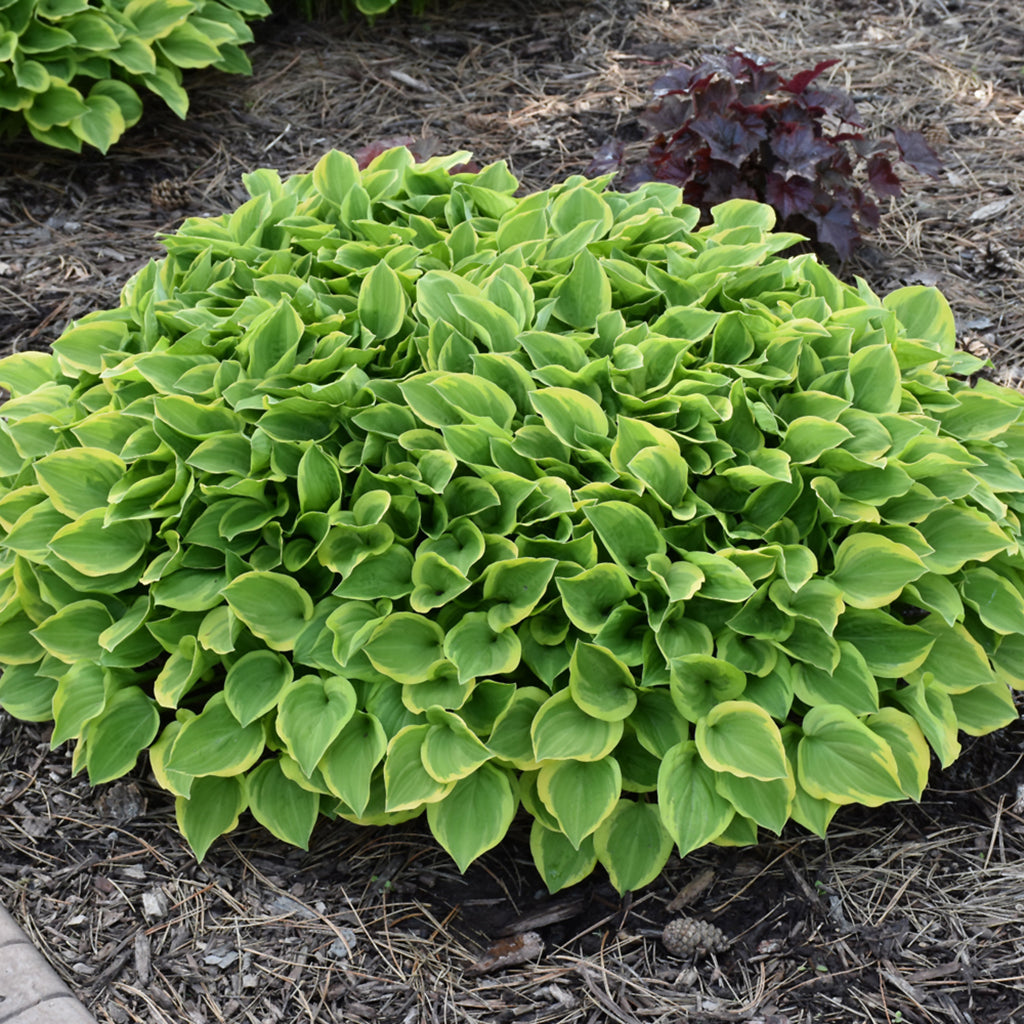 Golden Edged Hosta