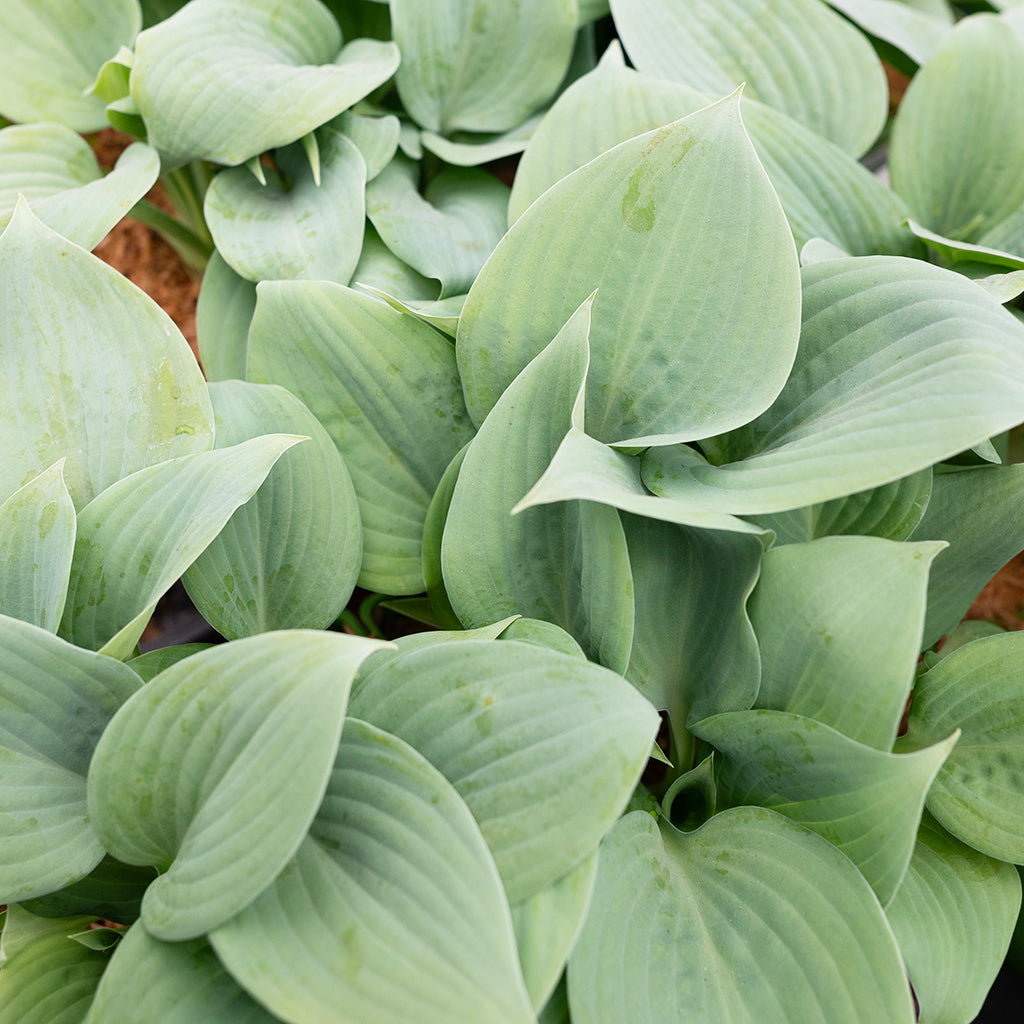 Fragrant Blue Hosta