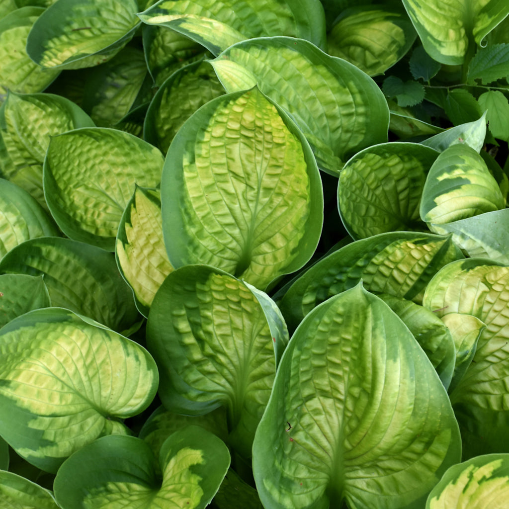 Rainforest Sunrise Hosta # 1 CG