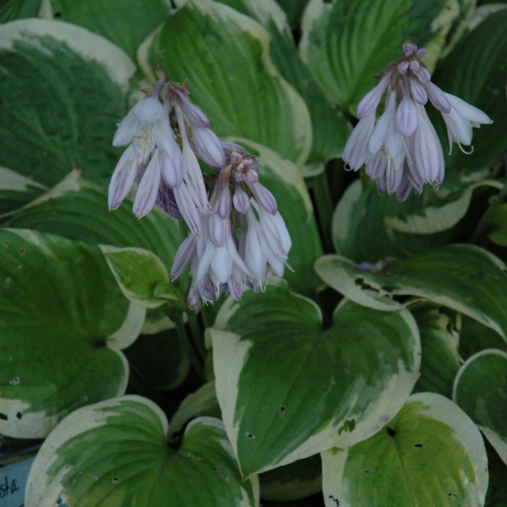 Golden Tiara Hosta # 1 CG