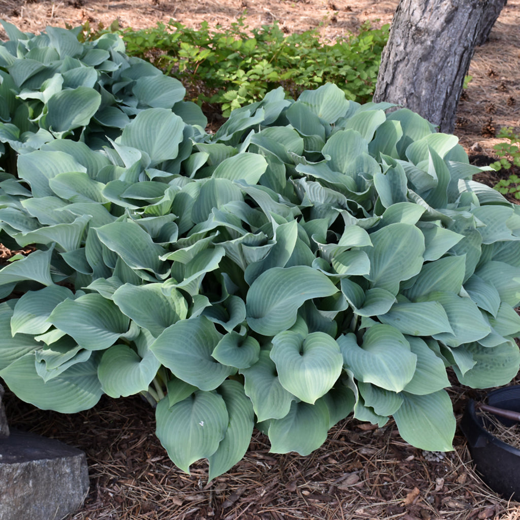 Krossa Regal Hosta # 1 CG