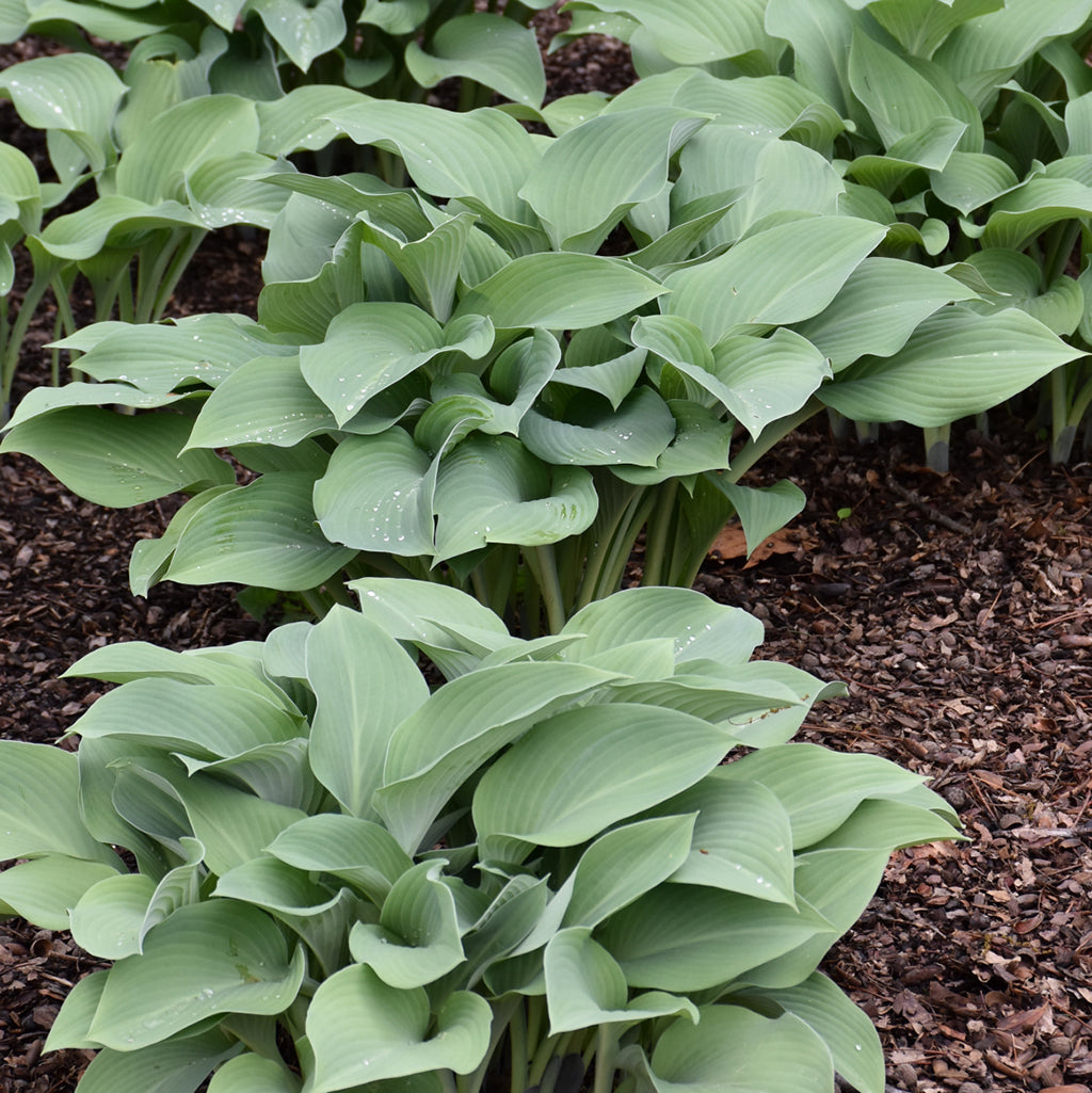 Krossa Regal Hosta # 1 CG