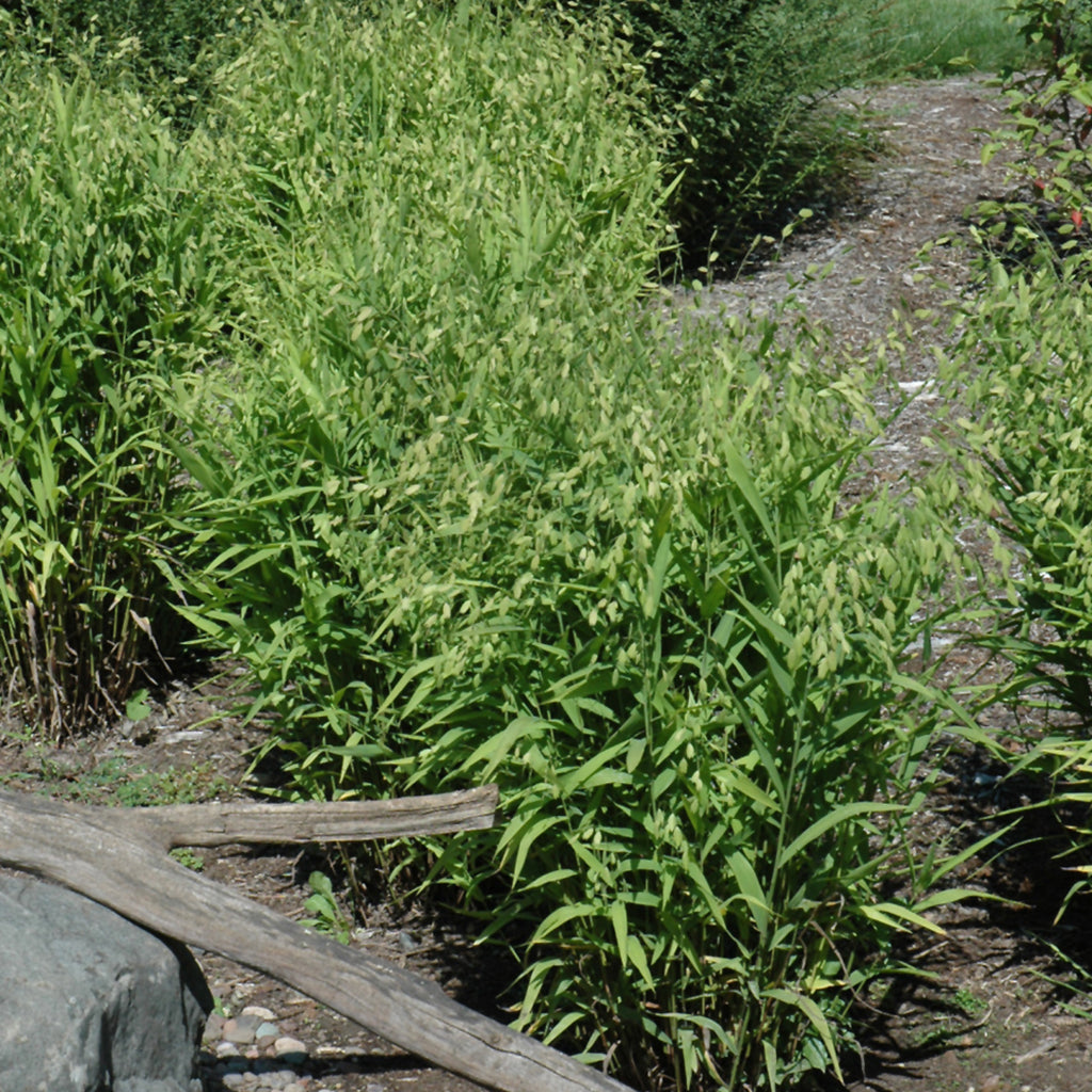Northern Sea Oats # 1 CG