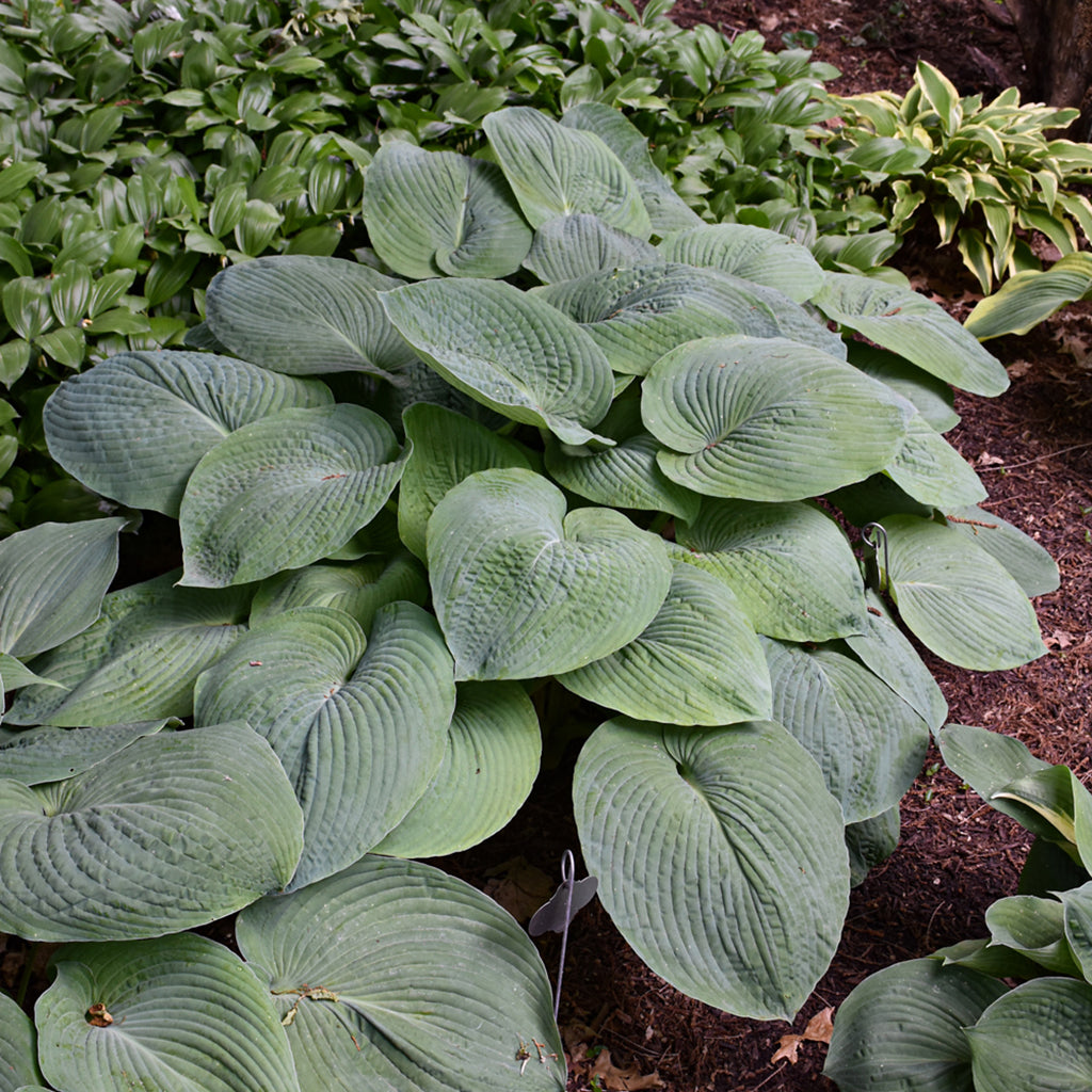 Blue Angel Hosta # 1 CG